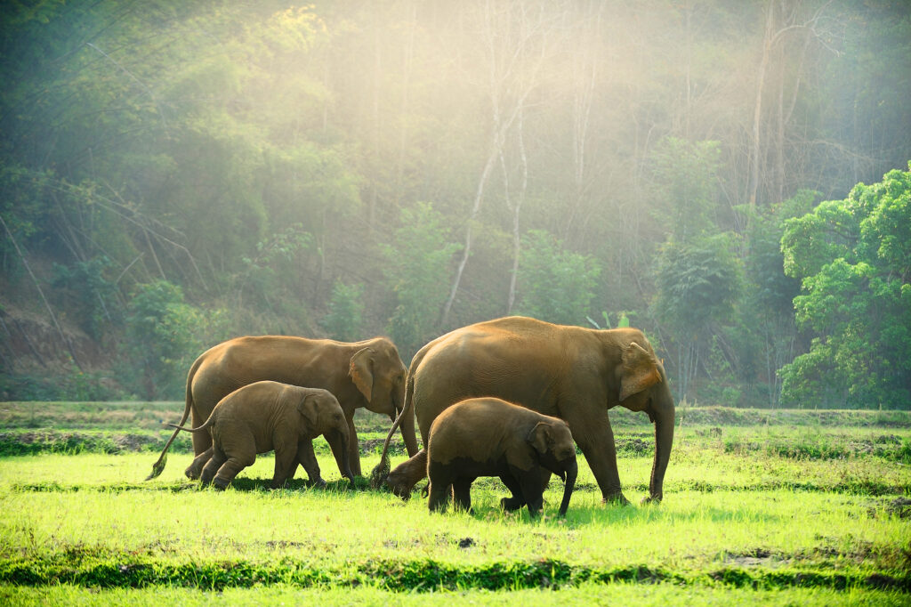 elephants